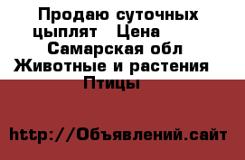 Продаю суточных цыплят › Цена ­ 80 - Самарская обл. Животные и растения » Птицы   